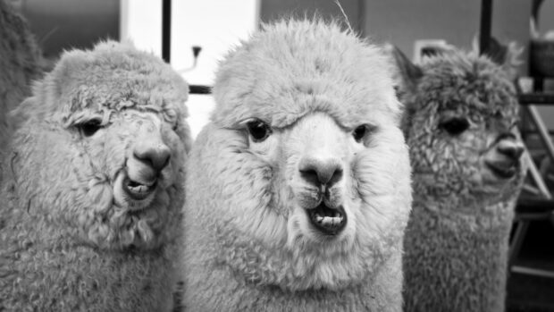 Three alpaca faces showing different expressions in black and white photography
