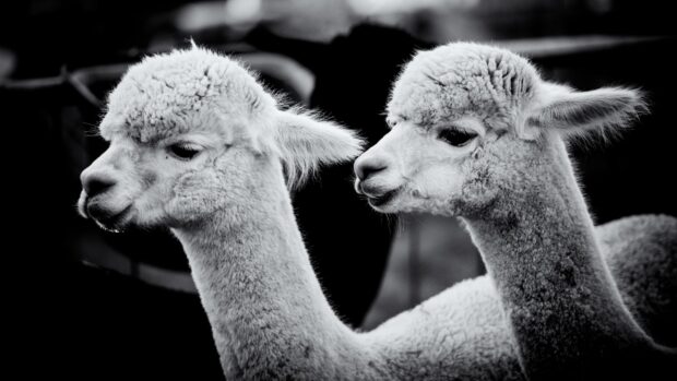 Two alpaca heads close up in black and white showing fluffy fur and calm expressions