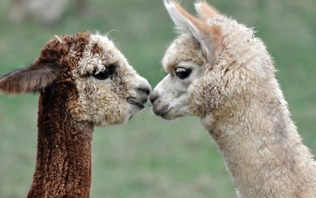 Two alpacas touching noses in a close up of young alpaca faces with detailed wool textures
