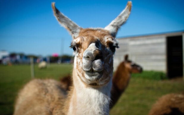 A close up of a curious alpaca with patterned fur standing outside in a field