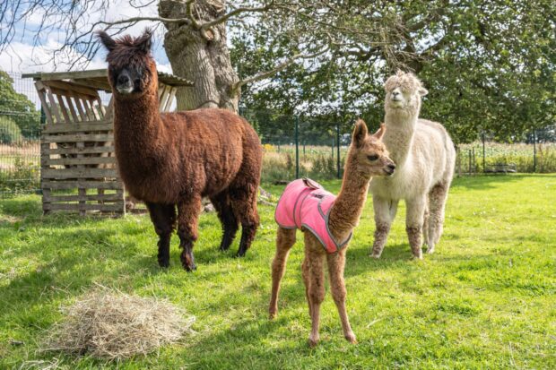 A group of alpaca standing on green grass in a sunny farm setting including a young alpaca wearing a pink jacket