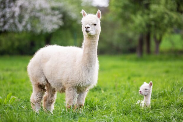 A white alpaca standing on green grass with a baby alpaca resting nearby in a natural setting