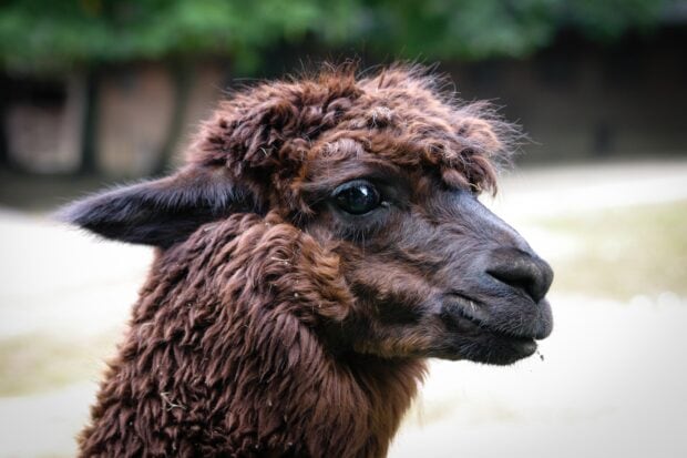 Close up of a brown alpaca head showing detailed curly fur and dark eyes