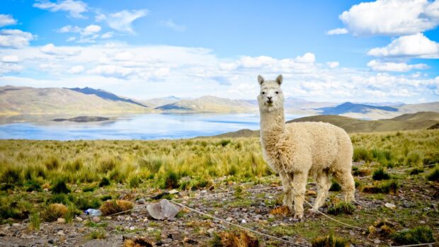 A white alpaca standing on grassy terrain near a lake with mountains in the background