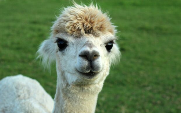 Close up of a fluffy alpaca with a curly top on green grass field