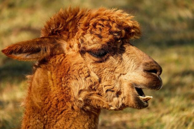 Close up of an alpaca with curly fur showing its teeth in natural light