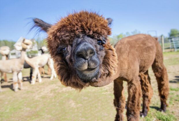 Close up of curious alpaca with fluffy brown fur in a farm setting