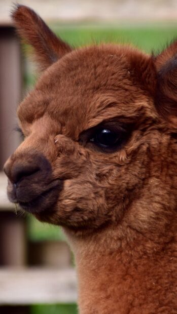 Close up of a brown alpaca with soft fur and dark eyes in natural light