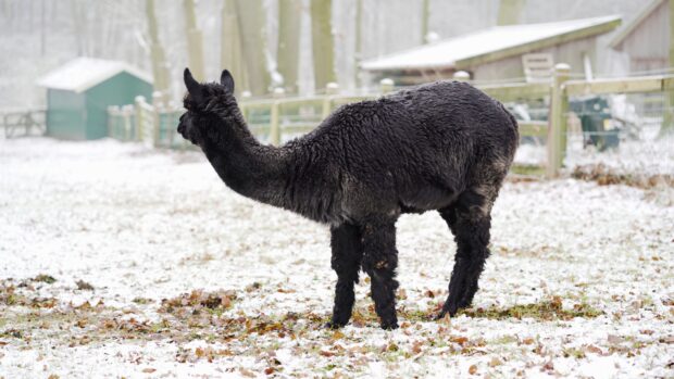 A black alpaca standing in a snowy field surrounded by leaf litter and farm structures