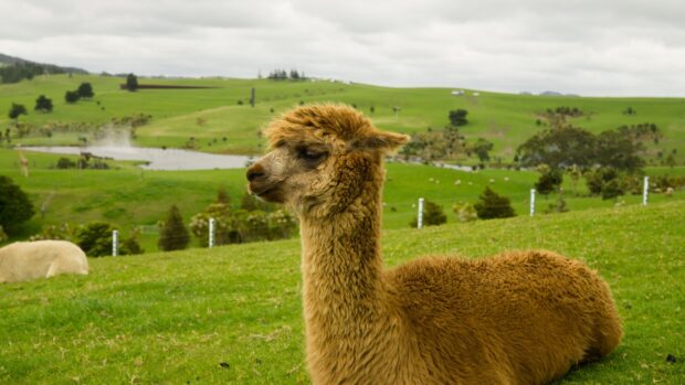 A brown alpaca resting on green grass in a peaceful countryside with rolling hills and a pond in the background