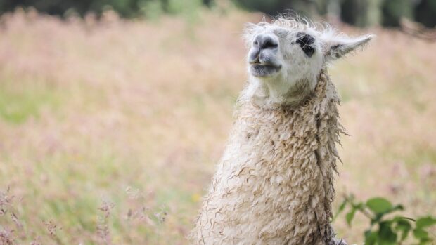 A close up of a curly fur alpaca standing in a grassy field looking upward