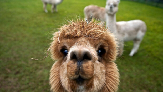 A close up of an alpaca with curly hair standing in a grassy field