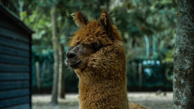 A close up view of a brown alpaca in a natural outdoor setting with green trees in the background