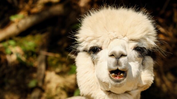 Close up of an alpaca with fluffy fur showing its teeth in natural light