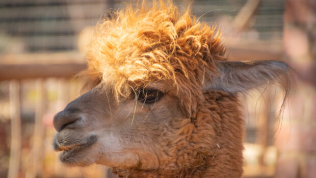 Close up of alpaca with curly fur showing its side profile in natural light