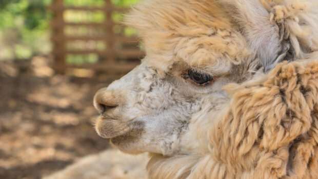 Close up of an alpaca with fluffy wool resting in a natural outdoor setting