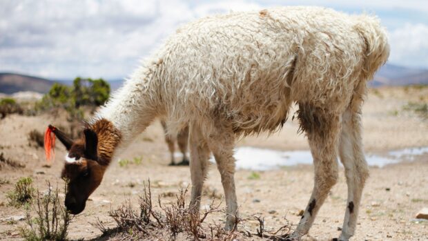White alpaca grazing in dry landscape with mountain background