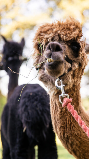 Close up of an alpaca chewing grass with another alpaca in the background