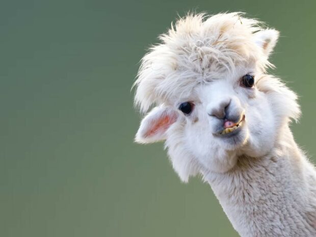 A fluffy alpaca with a funny expression looking at the camera on a green background