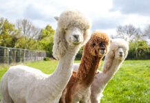 Three alpaca animals standing in a green field under cloudy sky