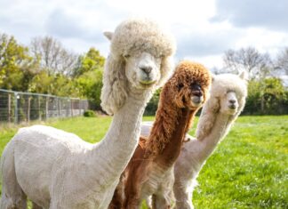 Three alpaca animals standing in a green field under cloudy sky