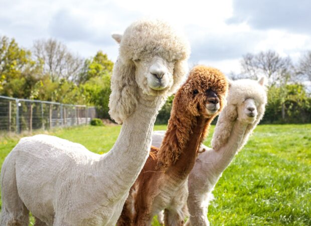 Three alpaca animals standing in a green field under cloudy sky