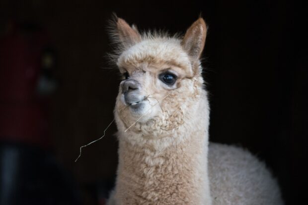 A close up of a young alpaca chewing on a piece of straw in dark surroundings