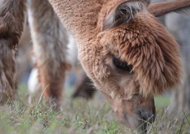 Close up of alpaca grazing on green grass in a natural environment