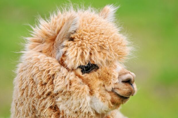 Close up of an alpaca with fluffy fur looking sideways in natural light