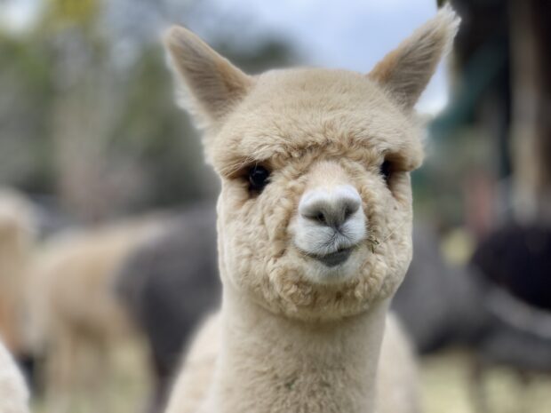 A close up of an alpaca with soft fur looking directly at the camera
