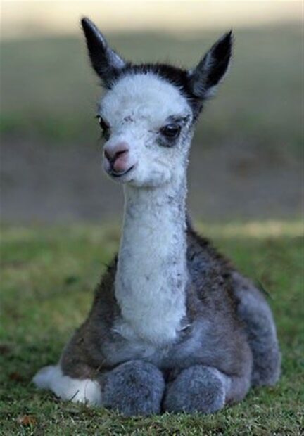 A young alpaca resting on grass with a white and gray fur pattern