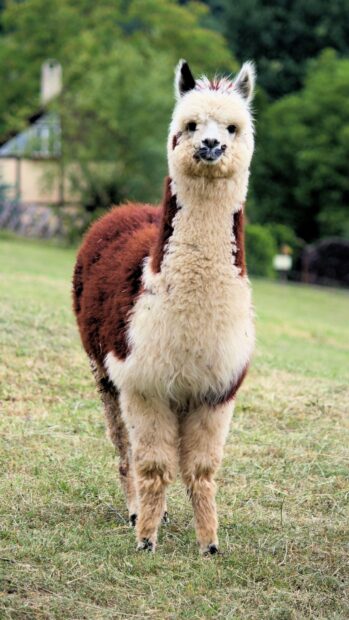A fluffy alpaca standing on green grass in a peaceful rural area