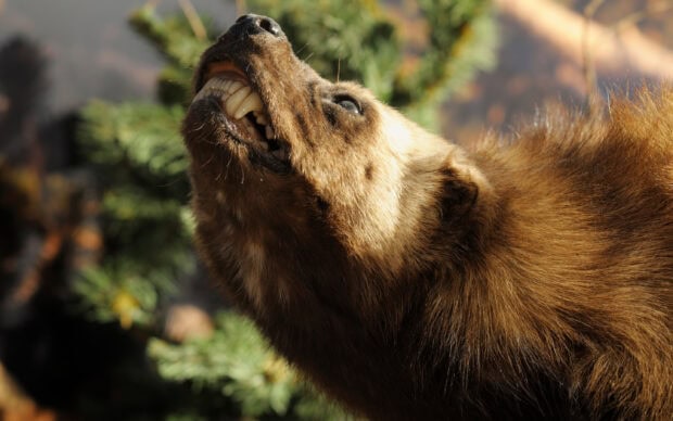 An angry wolverine showing its sharp teeth with forest background, 2K Desktop Wallpaper
