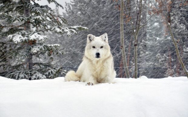 Arctic wolf resting on snow in a snowy forest landscape during winter