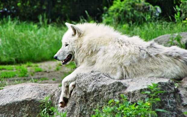 A white Arctic wolf resting on rocks in a lush green natural environment