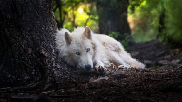 A white arctic wolf resting peacefully against a tree in the forest