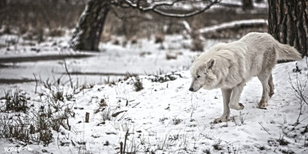 Arctic wolf walking carefully through the snowy forest landscape