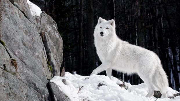 A majestic arctic wolf stands on snowy rocks in a forest setting
