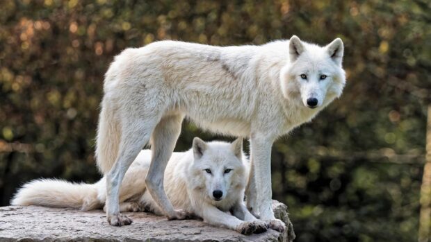 Two arctic wolves resting on a rock in a natural forest setting