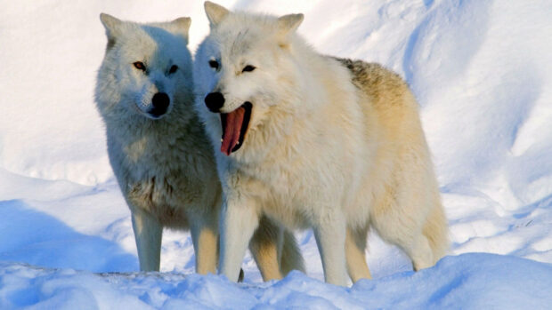Two arctic wolves standing close together in the snowy wilderness