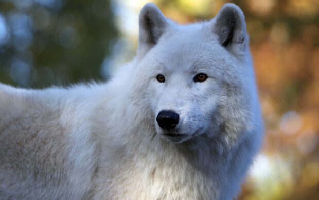 Close up of an Arctic Wolf with white fur looking attentively in a natural setting