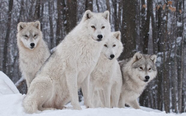 A pack of arctic wolves standing together in snowy forest during winter
