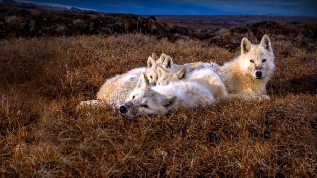 A pack of arctic wolf resting together on brown grasslands with one wolf looking at the camera