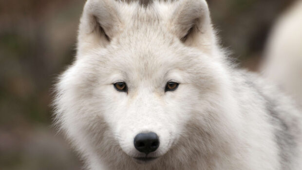 Close up of Arctic wolf face with soft white fur and piercing brown eyes in natural setting