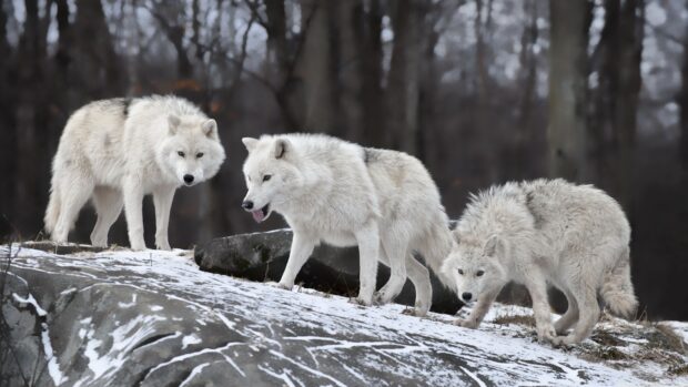 Three arctic wolves standing on a snowy rocky hill in a forest