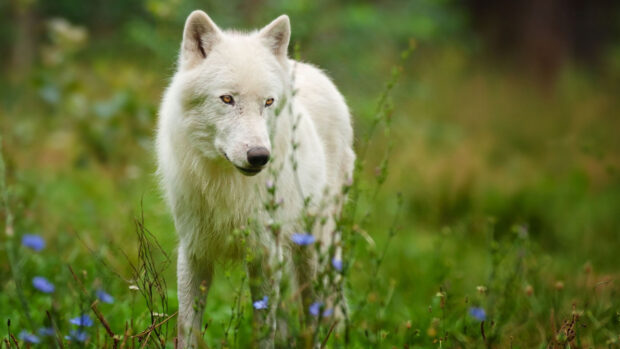Arctic wolf standing in green grass with small blue flowers around