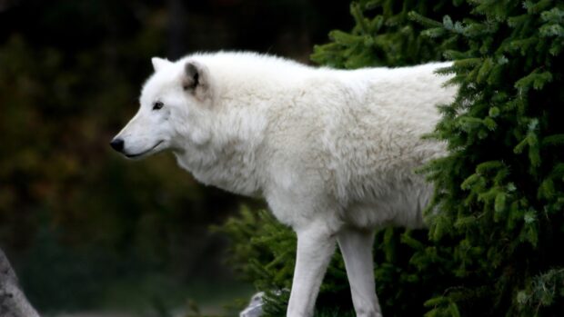 A majestic arctic wolf standing next to green pine trees in a natural setting