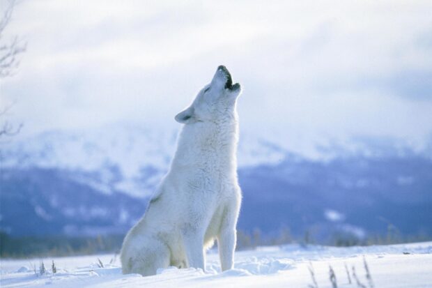 Arctic wolf howling in a snowy landscape with mountains in the background