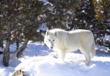 Arctic wolf standing on snow near trees in a winter forest landscape