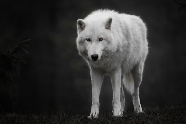 Arctic wolf standing alert in the dark forest with bright amber eyes